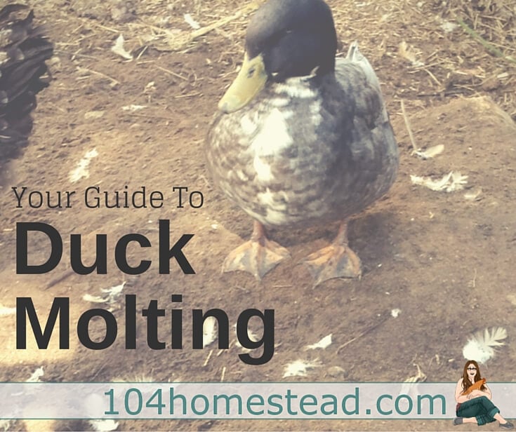 your guide to duck molting