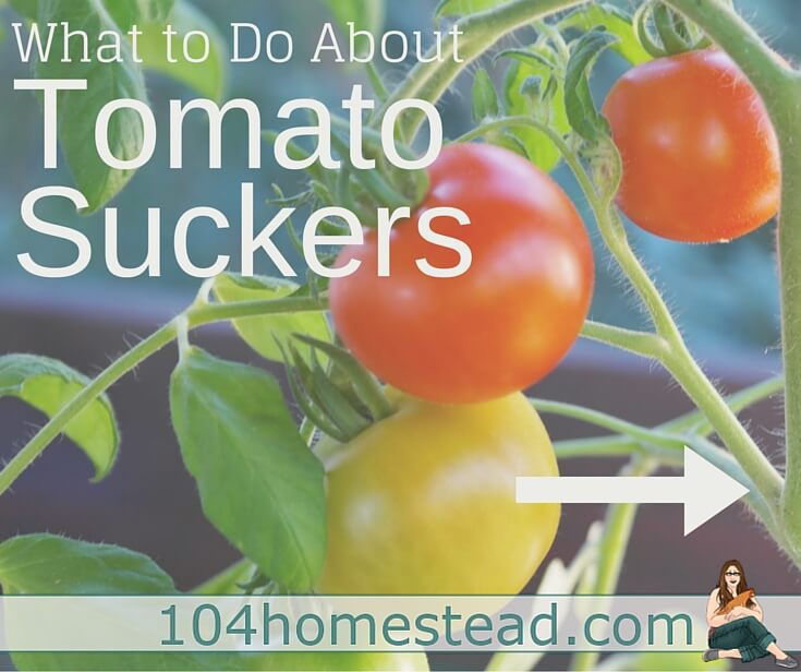 How do you remove tomato suckers?