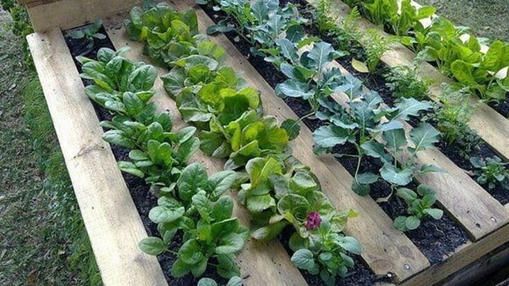 A wooden pallet laid on the ground and stuffed with salad greens.