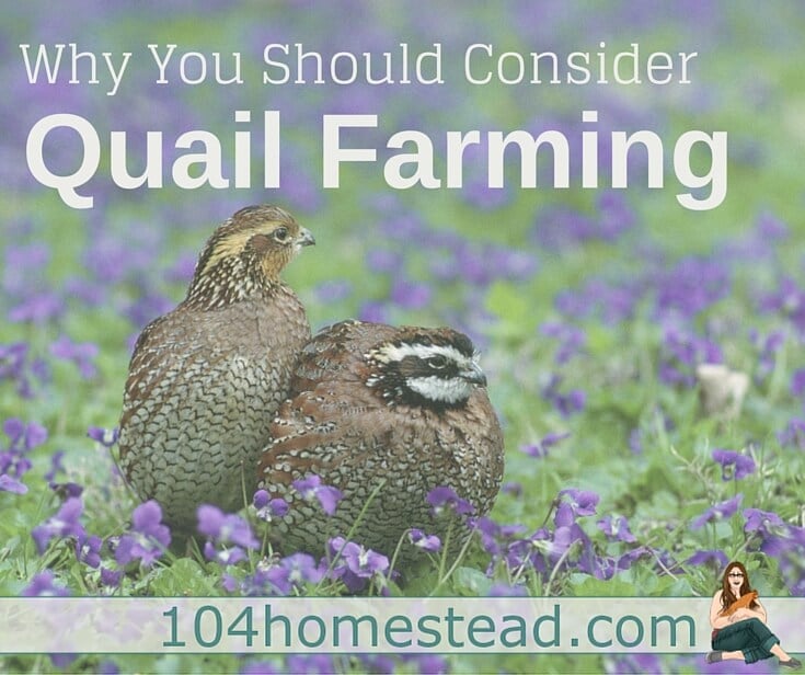 Quail Farming On A Small Homestead