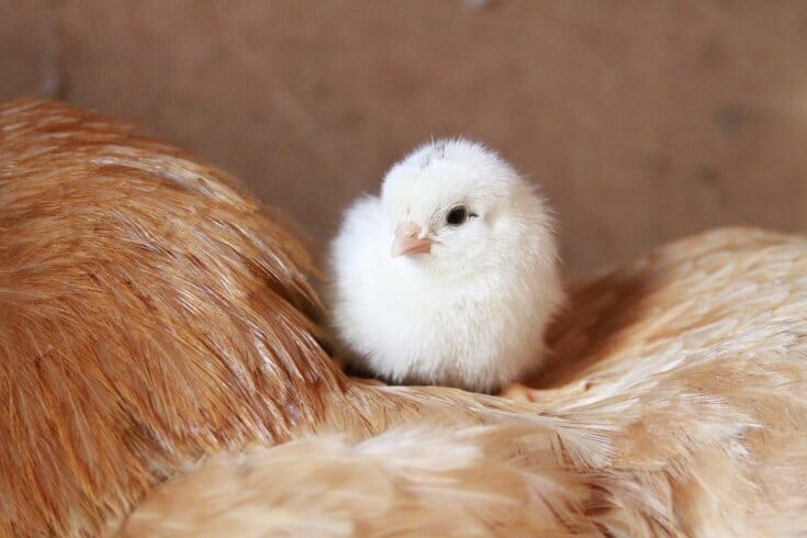 Fluffy white baby chick on mother chicken's back.