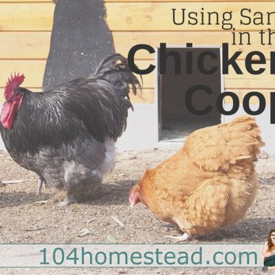 Why Your Backyard Chickens Will Love Sand