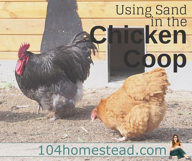 Why Your Backyard Chickens Will Love Sand In Their Coop