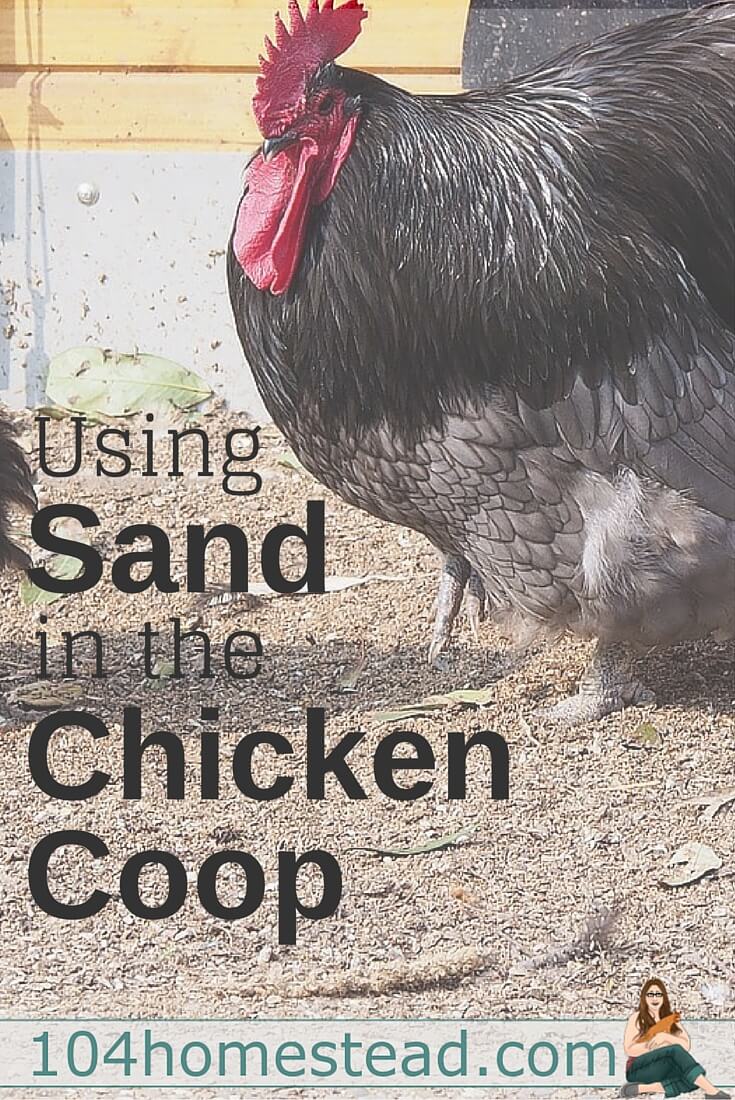 Why Your Backyard Chickens Will Love Sand in Their Coop 