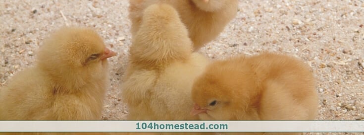 Why Your Backyard Chickens Will Love Sand In Their Coop