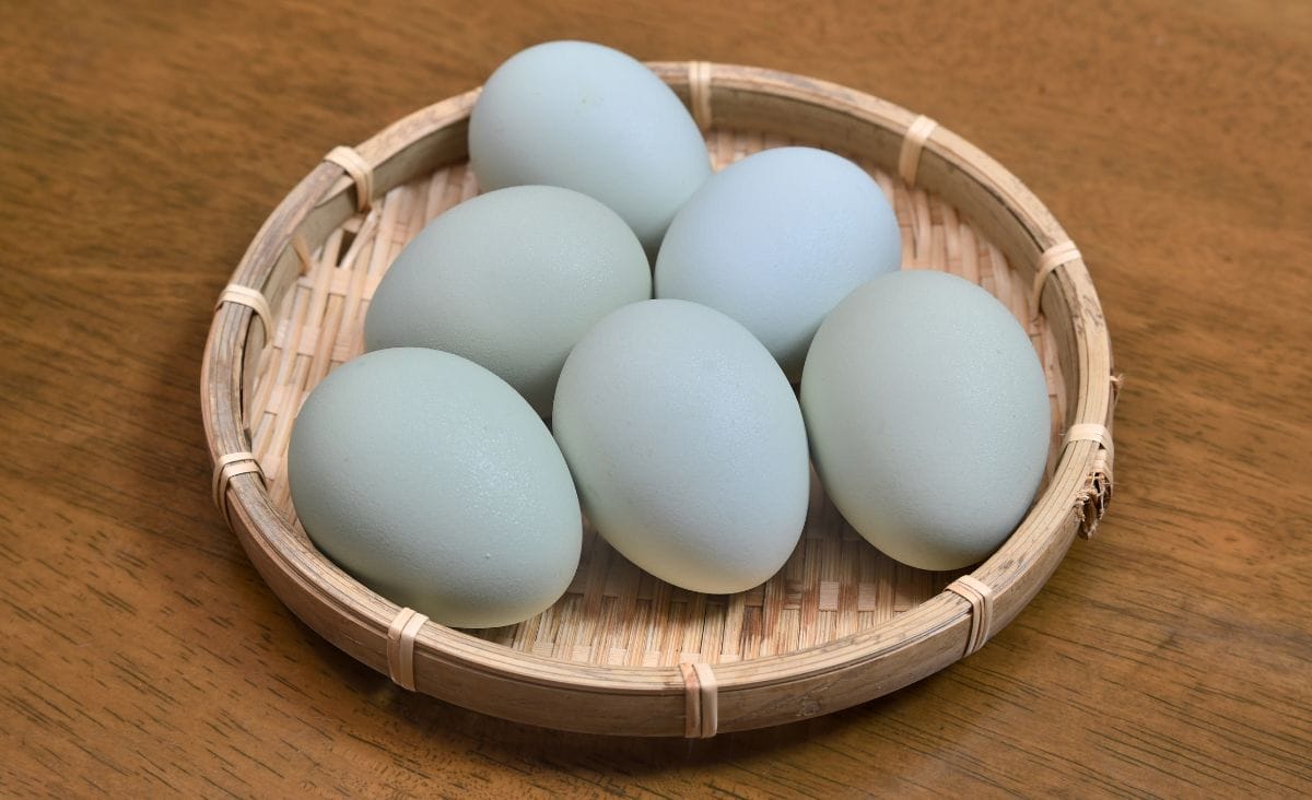 A bowl of blue chicken eggs on a wooden table.