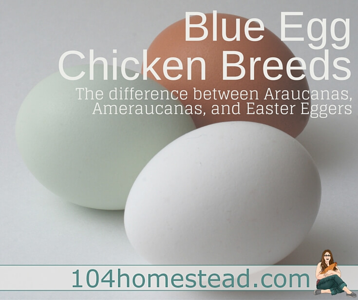 Blue Egg Chicken Breeds: Araucana, Ameraucana, Easter Egger