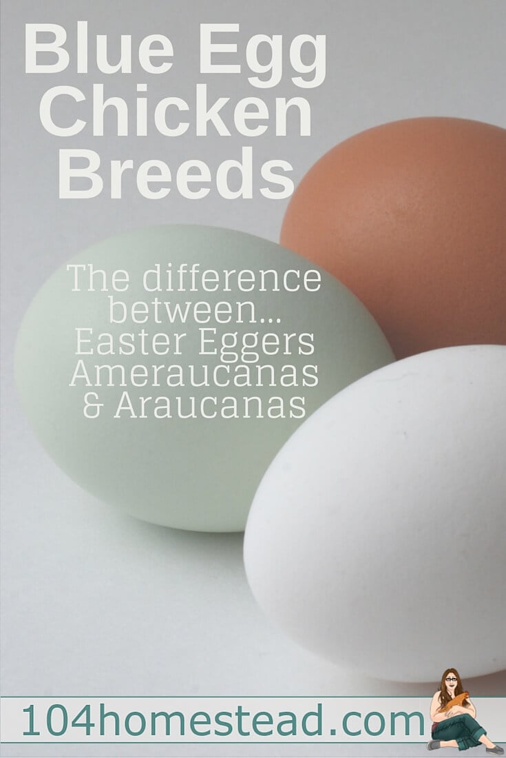 Blue Egg Chicken Breeds: Araucana, Ameraucana, Easter Egger