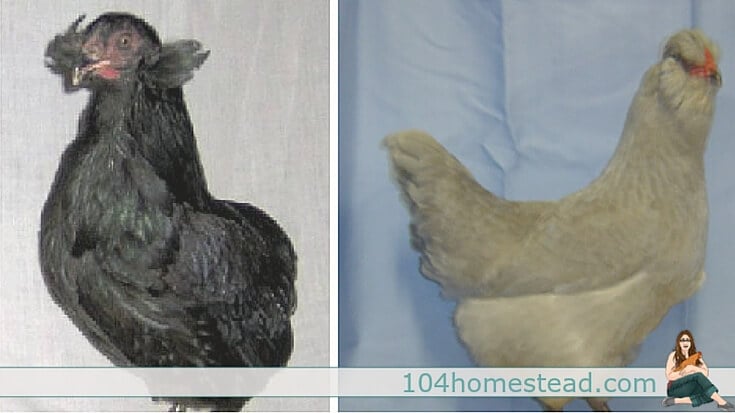 North American Araucana SOP and Australian Araucana SOP.