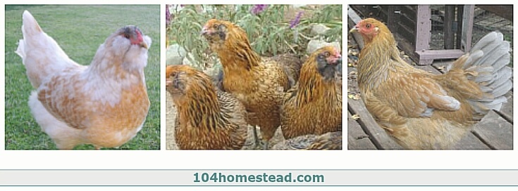 Some examples of the variety in Easter Eggers.