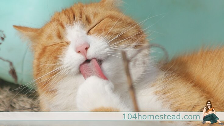 If you think coconut oil did wonders with your hair, skin, digestion, and overall wellness, you should see what it can do for your pussy cat and pooch.