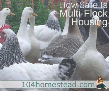 Between size differences, care differences and potential problems with diseases, is multi-flock housing safe? Quail, ducks, large fowl, bantams and more.