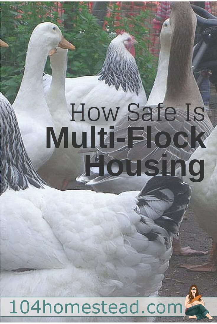 Between size differences, care differences and potential problems with diseases, is multi-flock housing safe? Quail, ducks, large fowl, bantams and more.