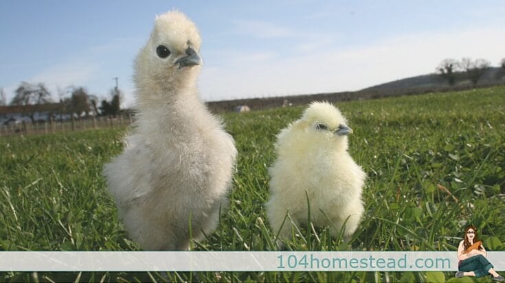 Between size differences, care differences and potential problems with diseases, is multi-flock housing safe? Quail, ducks, large fowl, bantams and more.