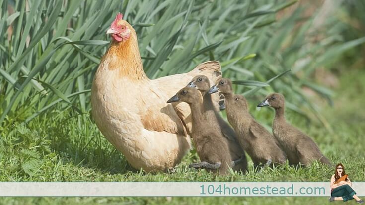 Between size differences, care differences and potential problems with diseases, is multi-flock housing safe? Quail, ducks, large fowl, bantams and more.