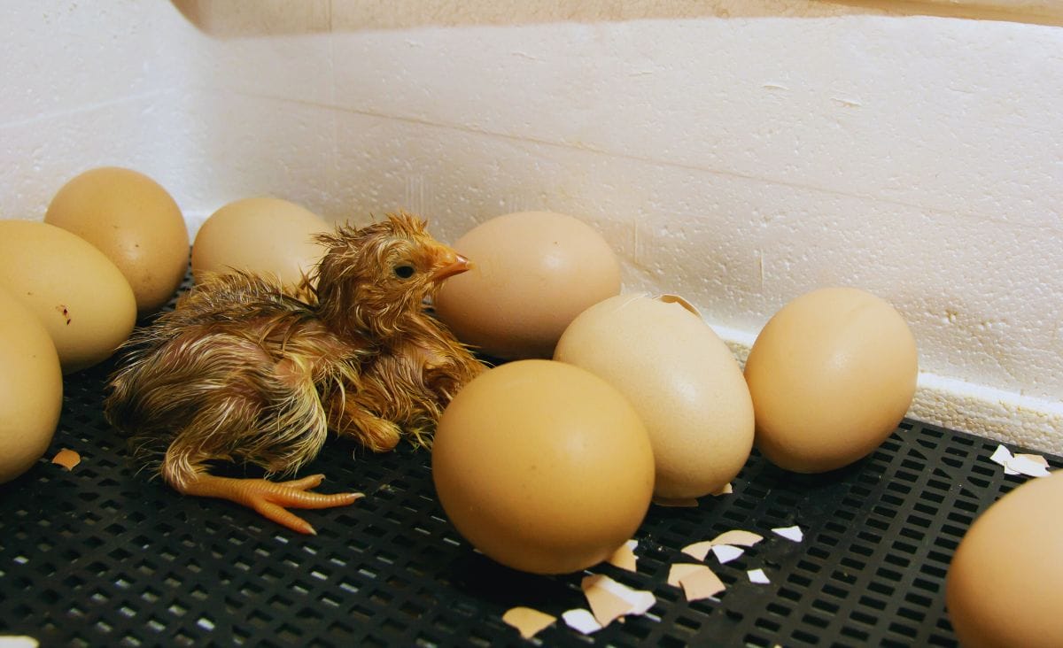 A freshly hatched chicken chick in a styrofoam incubator.
