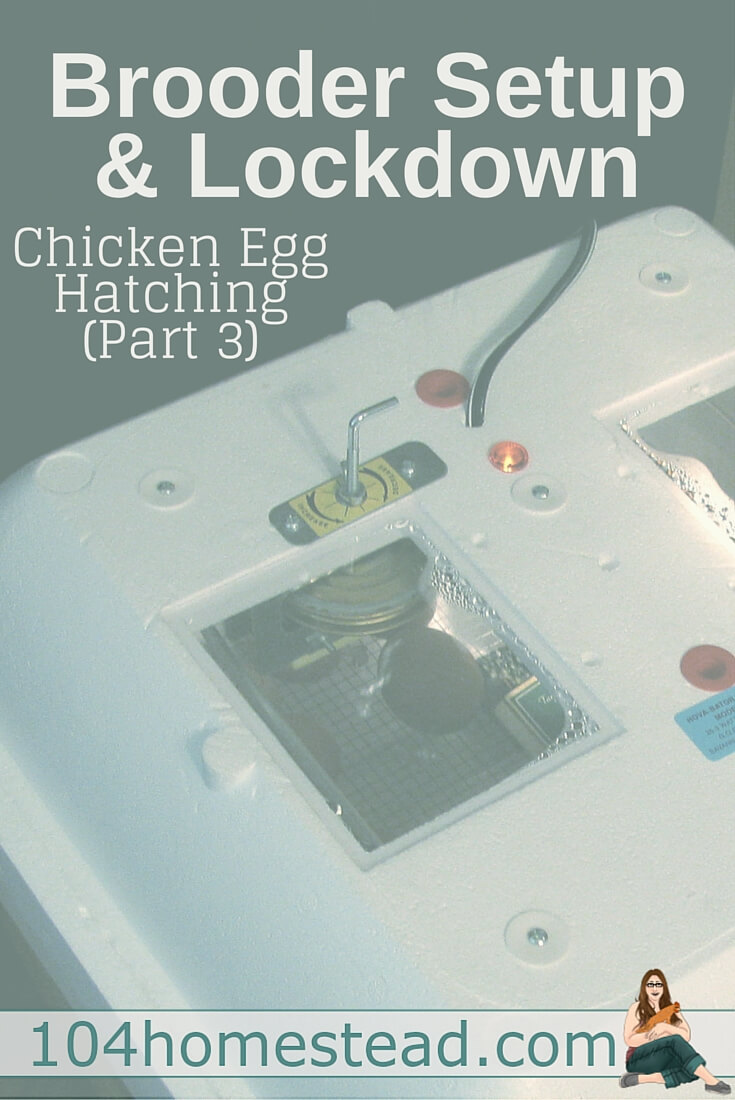 Today we'll talk about how to setup your chick brooder, what supplies you'll need and how to prepare for lockdown. This is part 3 of chicken egg hatching.