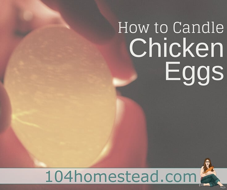 Your Guide to Candling Hatching Eggs