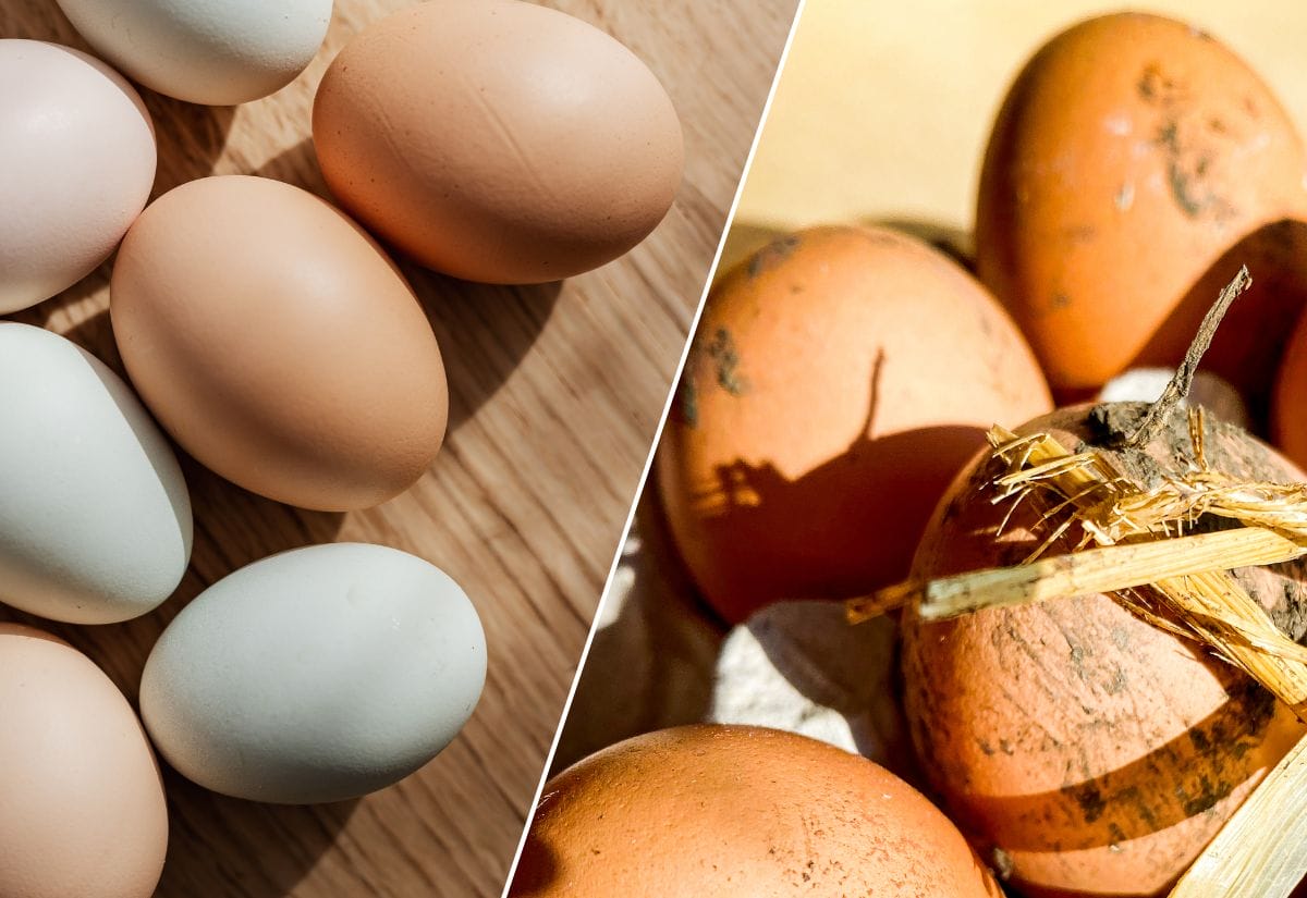 A side-by-side comparison of clean eggs on a wooden surface and dirty eggs with straw and mud.