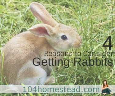 Raising rabbits can be very rewarding. You can keep them to show, for fiber, for meat and/or as a companion. There is one big reason, however, not to purchase a rabbit.
