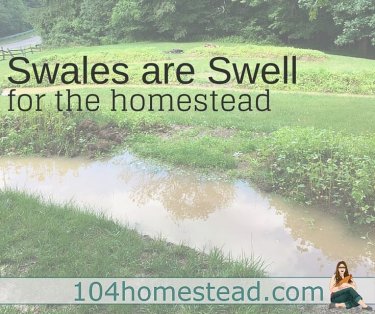 Swales are an amazing permaculture implementation for your homestead - It's a designing system that work harder than you do.