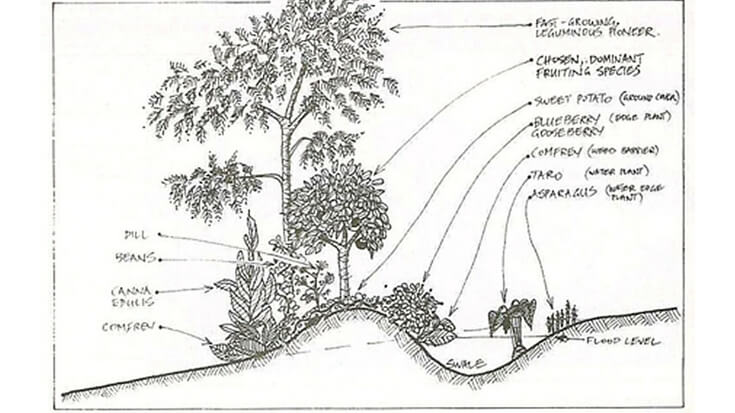 Swales are an amazing permaculture implementation for your homestead - It's a designing system that work harder than you do. 