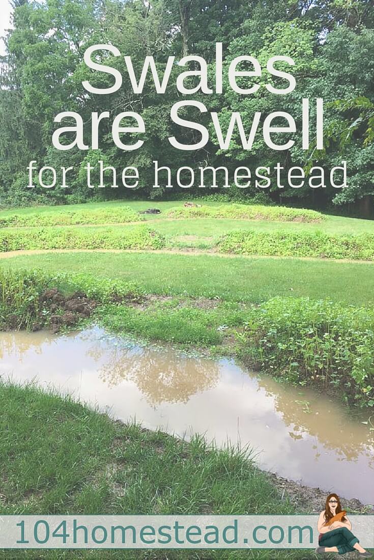 Swales are an amazing permaculture implementation for your homestead - It's a designing system that work harder than you do. 