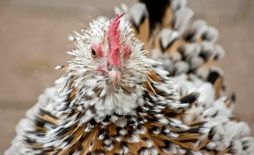 A cochin frizzled chicken looking at the camera.