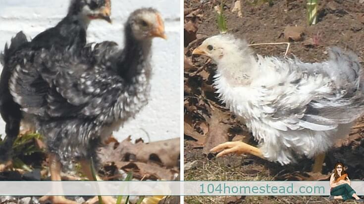 A frizzle is a chicken whose feathers curl upward. This upward curling is created by a gene. A frizzle looks like no other chicken. Sizzles are the same, but soft.