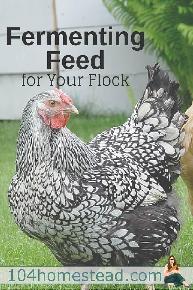 Fermented chicken feed is great for saving money and it helps with the birds' digestion. Great when you need to shave off a few bucks from your poultry bills.