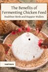 Chickens eating fermented feed from a white feeder outdoors, demonstrating the benefits of fermentation for poultry health.