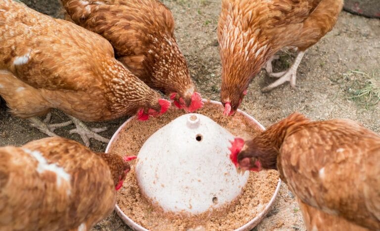 A group of hens eating fermented feed from a circular feeder on a dirt floor.