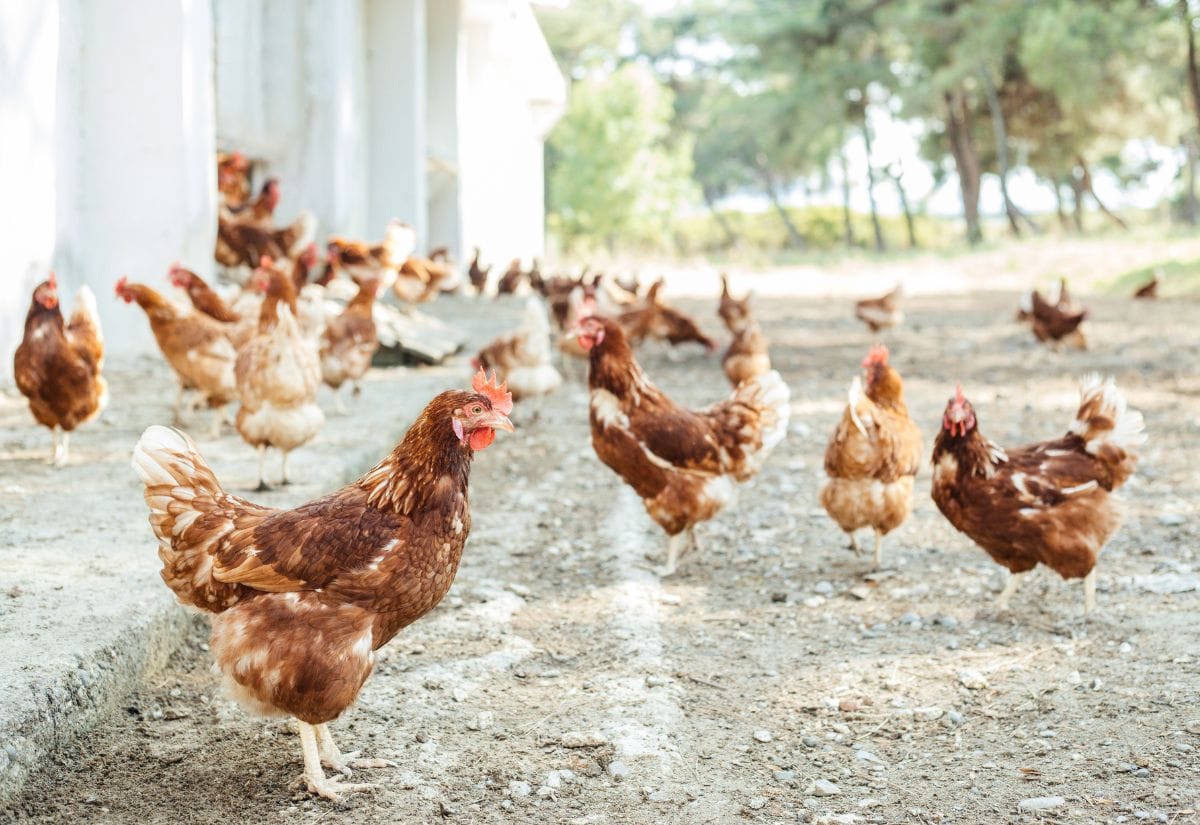 A free-range flock of red hens roaming in a sunny outdoor area near a white building.