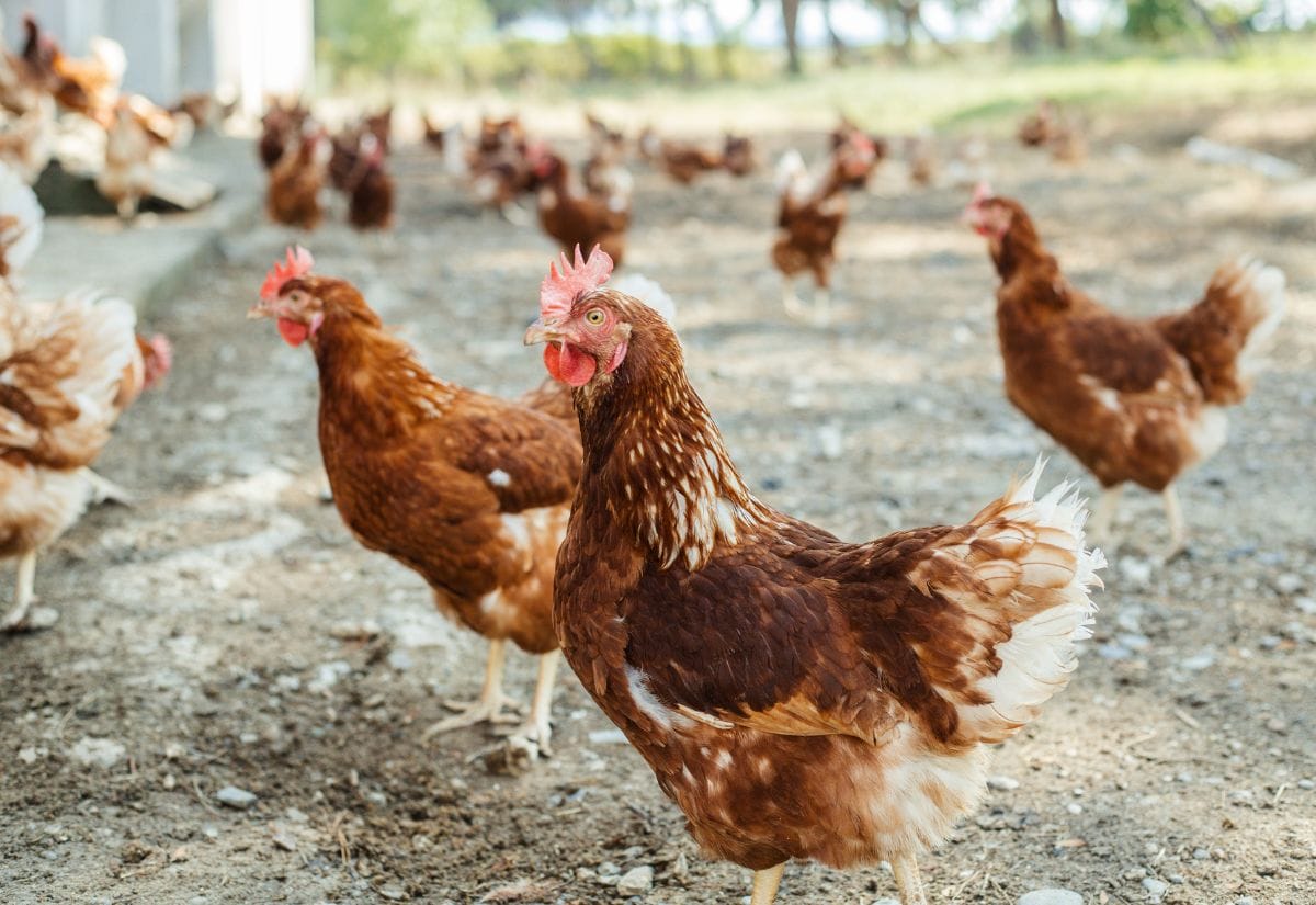 A close-up of free-range hens in an outdoor space, looking healthy and well-fed.