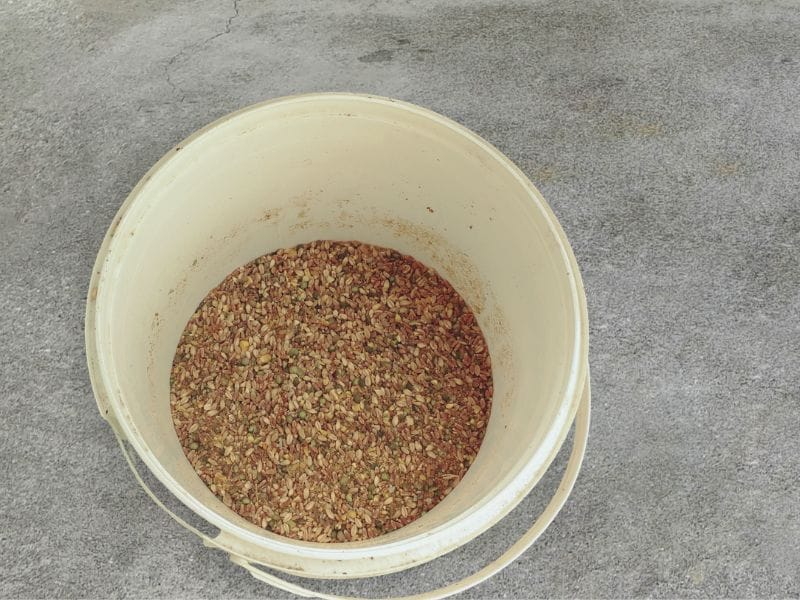 A plastic bucket with water and chicken feed soaking during the fermentation process.