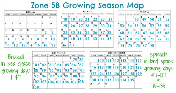 Notice how I figured out the spinach bed space planting it right after the broccoli has harvested as well as timing it to come out at last frost.
