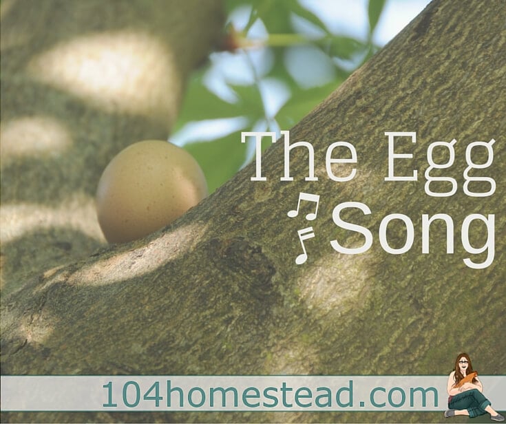Why a hen sings after laying an egg and what the Egg Song sounds like. It will be music to your ears when you get your first chickens.