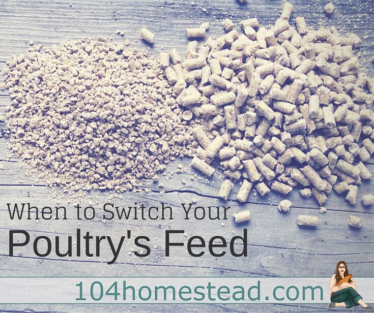 When to Switch Your Poultry’s Feed