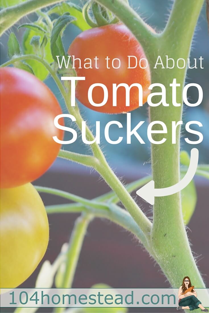 Many people wonder when and how to prune their tomatoes. What are tomato suckers? How do you remove them? When shouldn't you remove tomato suckers?