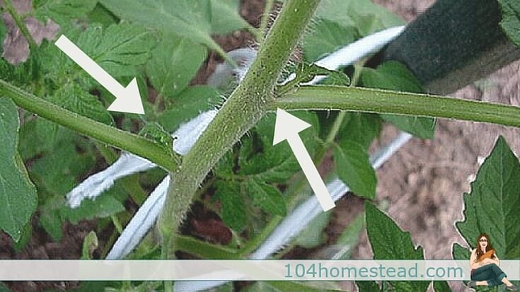 Many people wonder when and how to prune their tomatoes. What are tomato suckers? How do you remove them? When shouldn't you remove tomato suckers?