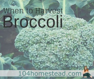 Broccoli is a vegetable that I find incredibly difficult to harvest. It's not actually the harvesting part that is difficult, it's the timing that's hard.