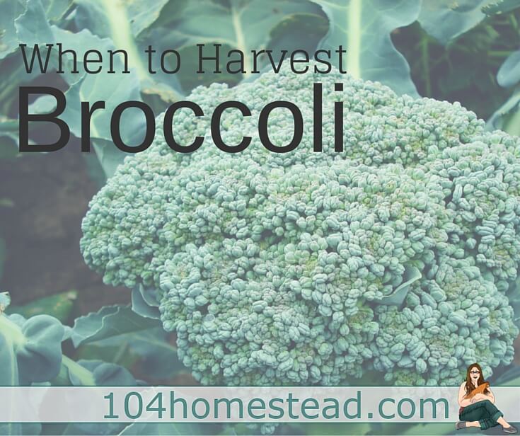 When to Harvest Broccoli