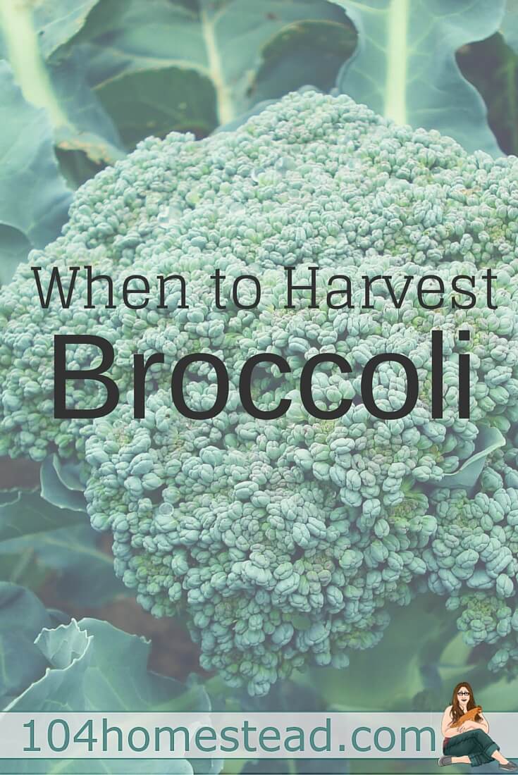 Broccoli is a vegetable that I find incredibly difficult to harvest. It's not actually the harvesting part that is difficult, it's the timing that's hard.