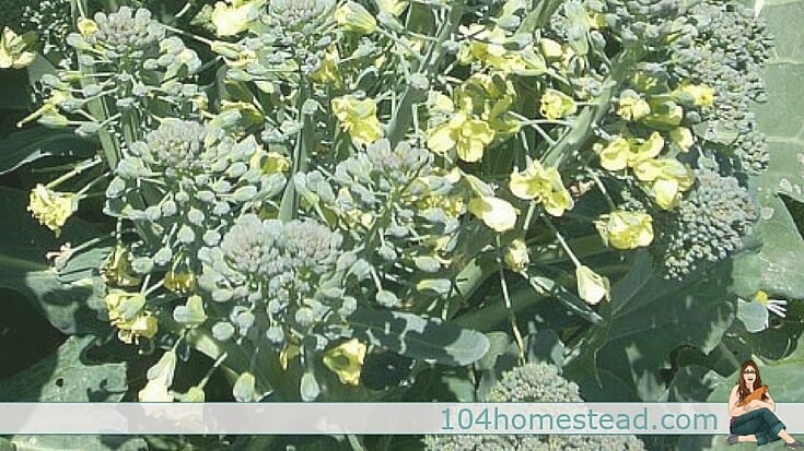 Broccoli is a vegetable that I find incredibly difficult to harvest. It's not actually the harvesting part that is difficult, it's the timing that's hard.