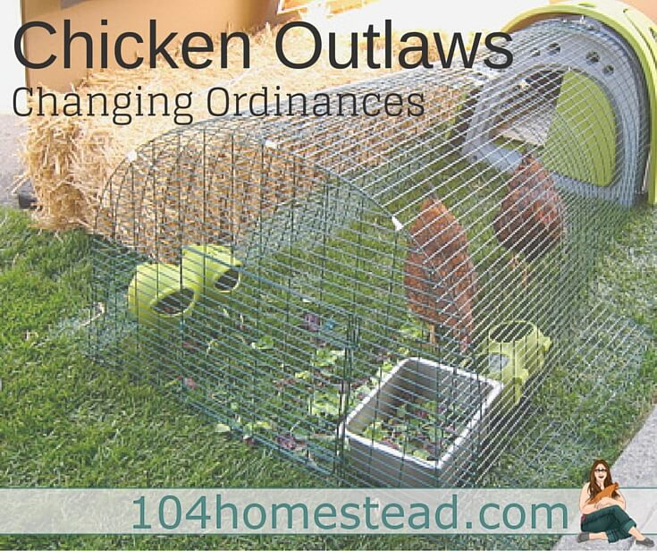 Chicken Outlaws: Changing Ordinances