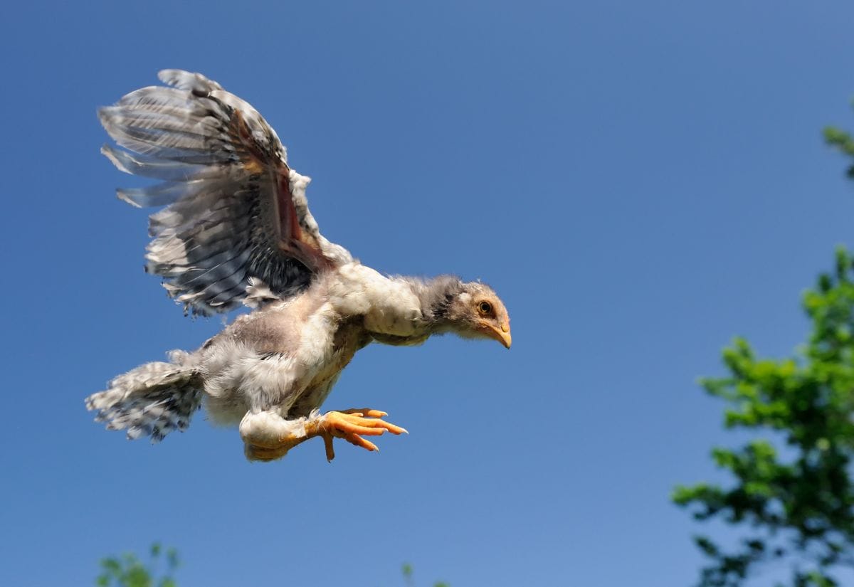 A young gray and white chicken mid-flight against a clear blue sky, wings fully spread and feet extended forward as it glides downward, with trees visible in the background.