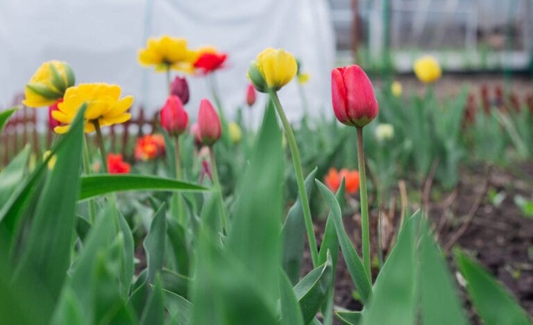 Close-up of red and yellow tulips blooming in a homestead garden with a rustic wooden fence in the background.