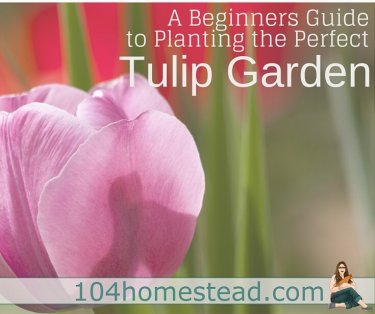 Tulips are also one of the easiest flowers to grow in your garden. Plant the bulb in fall and leave it alone to find great flowers in the spring.