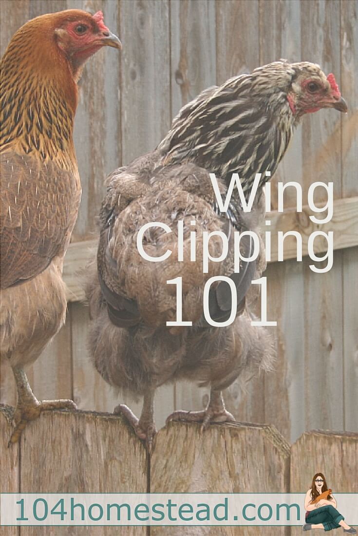Wing clipping can be scary, but it might be something you need to consider for your chicken's safety. Here are answers to some of the frequent questions that come along.