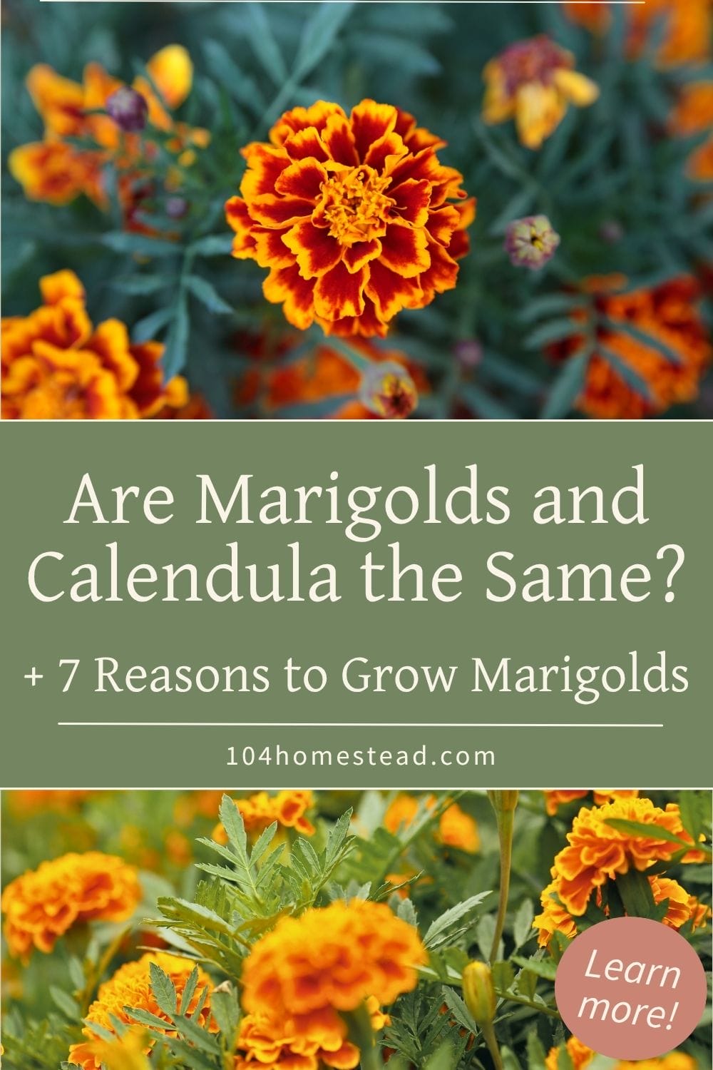 Pinterest graphic featuring bright orange marigold flowers with the text overlay: “Are Marigolds and Calendula the Same? + 7 Reasons to Grow Marigolds” and the website URL 104homestead.com.